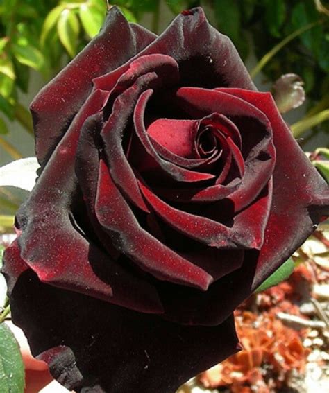 The black magic rose: A reflection of inner darkness or beauty?